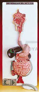 Human Digestive System (Dissectible)